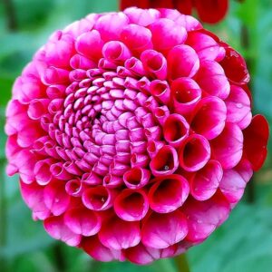 Dahlia Chick a Dee
