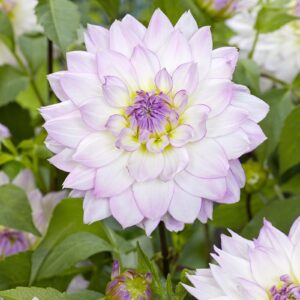 Dahlia Crazy Love