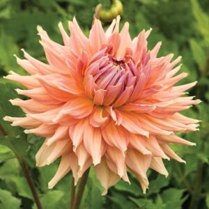 Dahlia Fairway spur