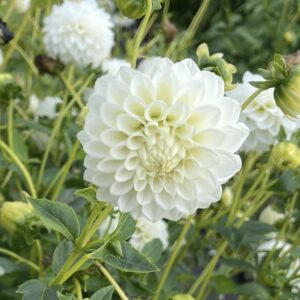 Dahlia Petra's Wedding