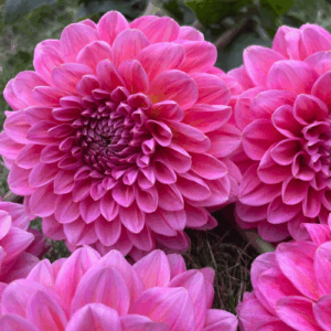 Dahlia Pink Runner