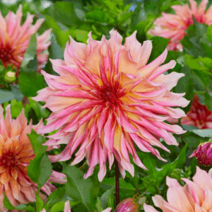 Dahlia Labyrinth