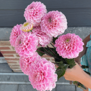 Dahlia Wizard of Oz