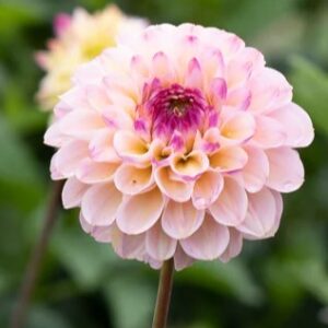 Dahlia Wine eyed Jill
